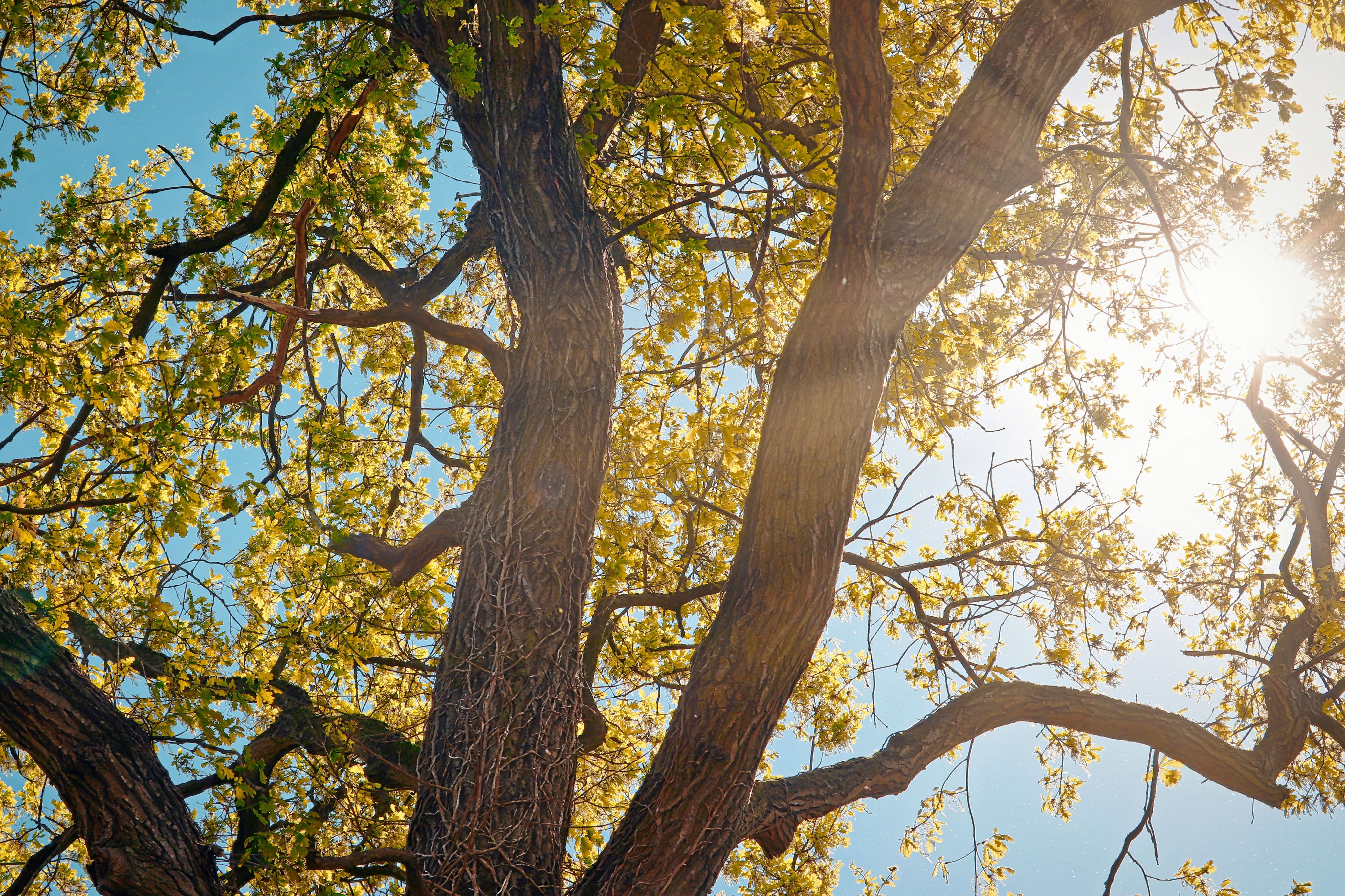 low angle photography of brown tree during daytime